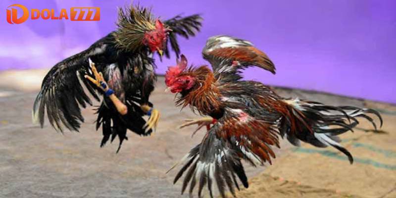 Đọc, hiểu rõ tất cả các quy định và chính sách nhà cái