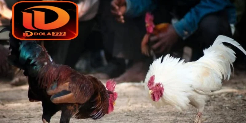 Những kinh nghiệm chơi đá gà hiệu quả bạn nên áp dụng ngay